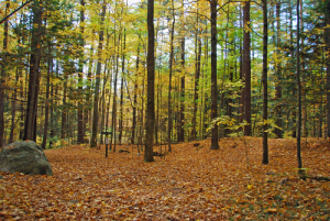 autumn forest