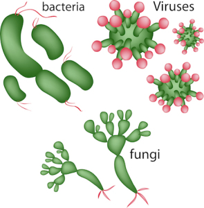 Viruses, bacteria, fungi