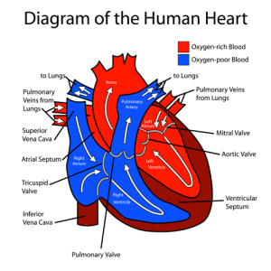 human-heart