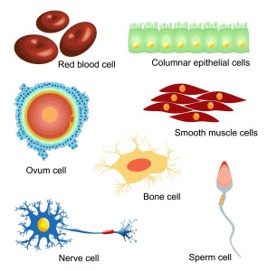 human-cells
