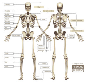 a-diagram-of-the-human-skeleton-main-parts-of-the-skeletal-system