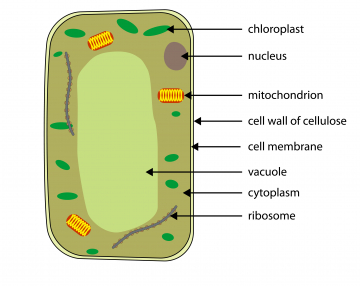 Your 5-a-day: Do you know your plant cell from your animal cell?