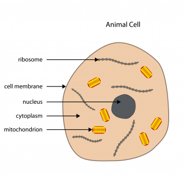 Your 5-a-day: Do you know your plant cell from your animal cell?