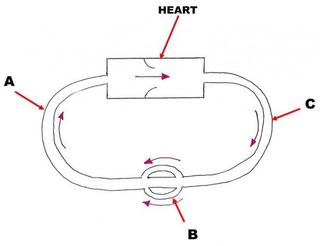 Circulation System